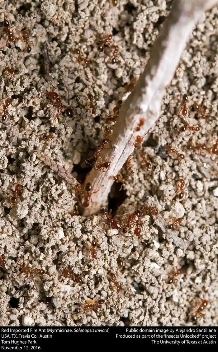 Ant Control in Corpus Christi