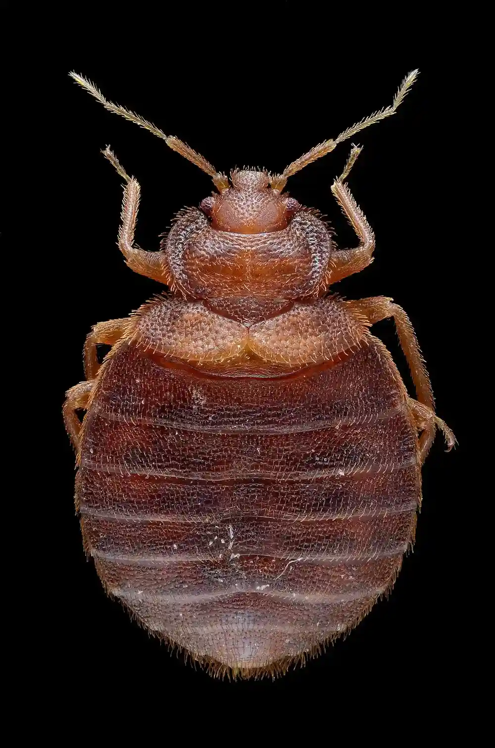 Bed Bug Treatment in Corpus Christi