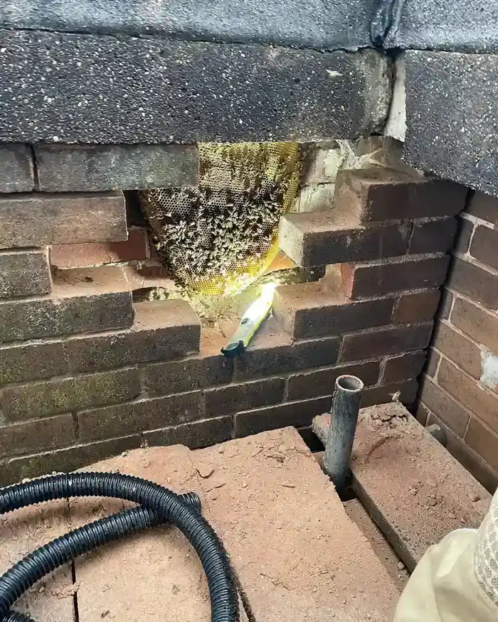 Bee Removal in Corpus Christi