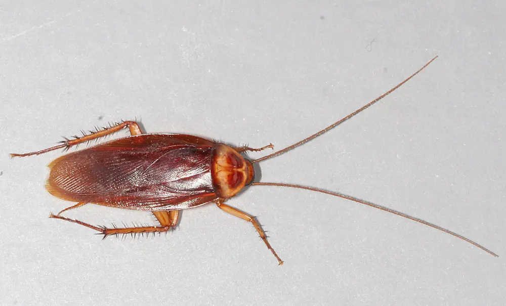 Cockroach Control in Corpus Christi