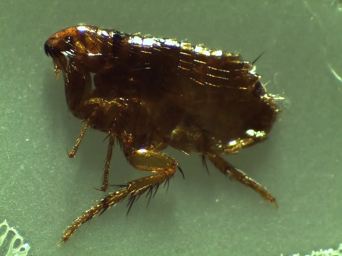 Flea & Tick Control in Corpus Christi