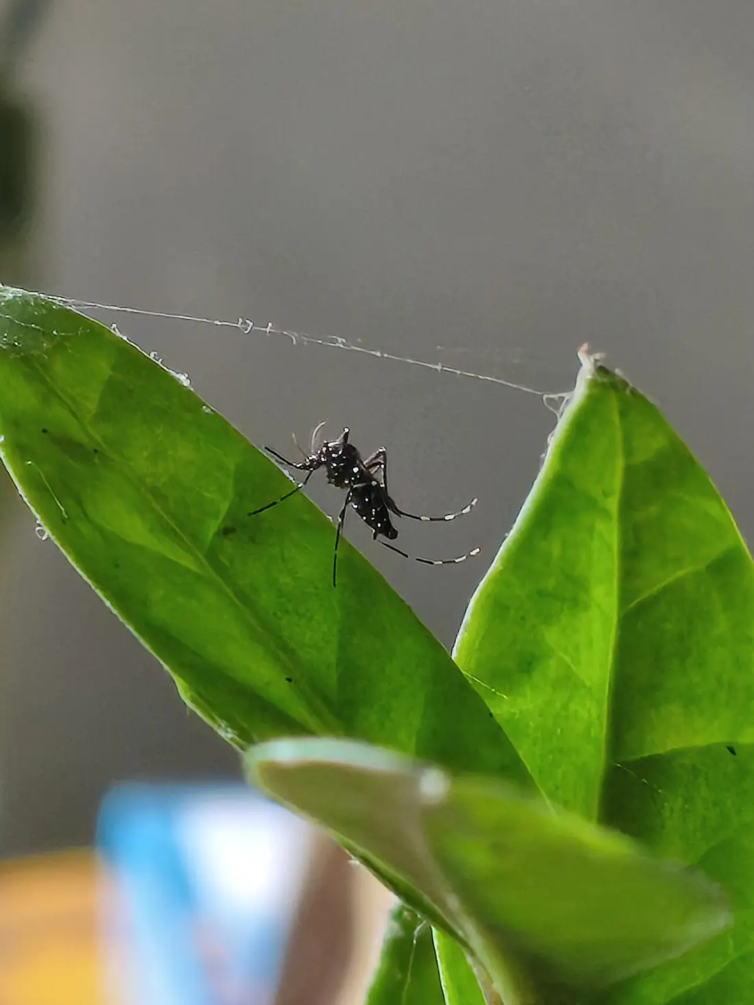 Mosquito Control in Corpus Christi