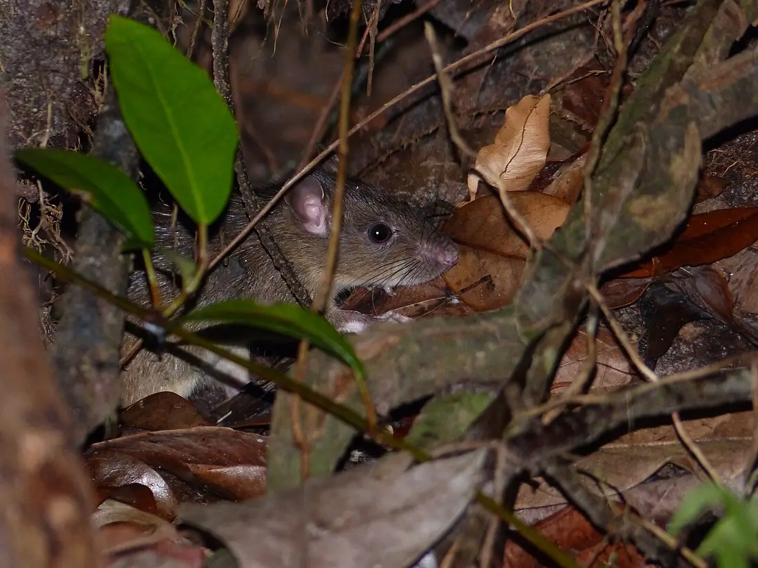 Rodent Control in Corpus Christi