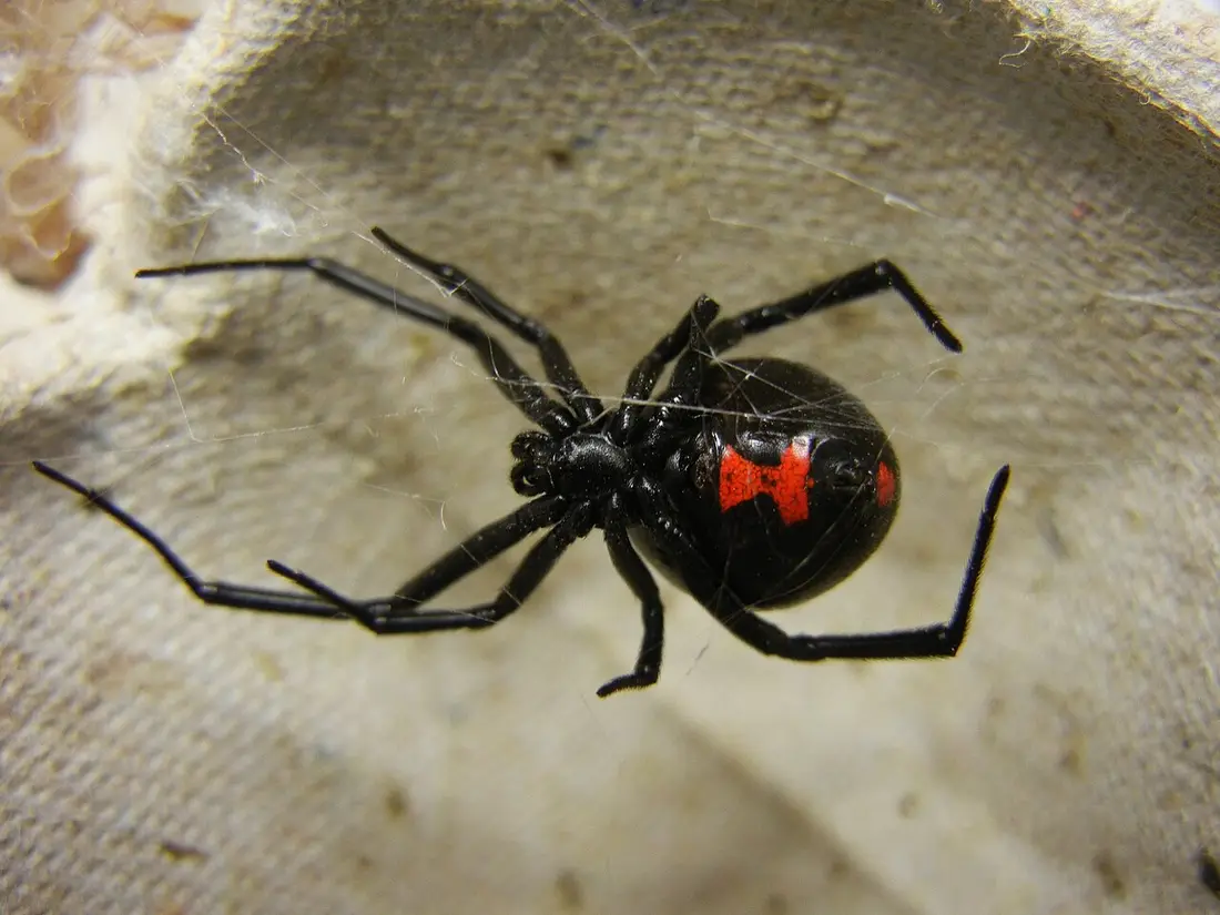 Spider Control in Corpus Christi