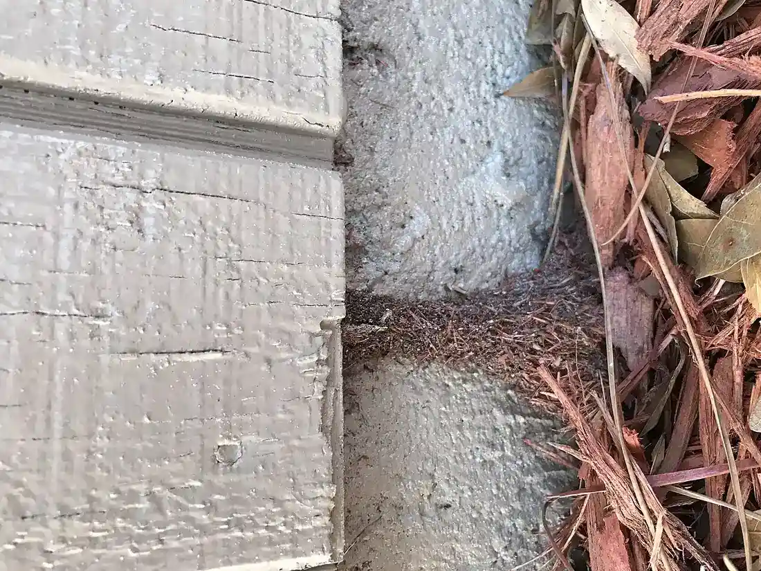 Termite Inspection in Corpus Christi