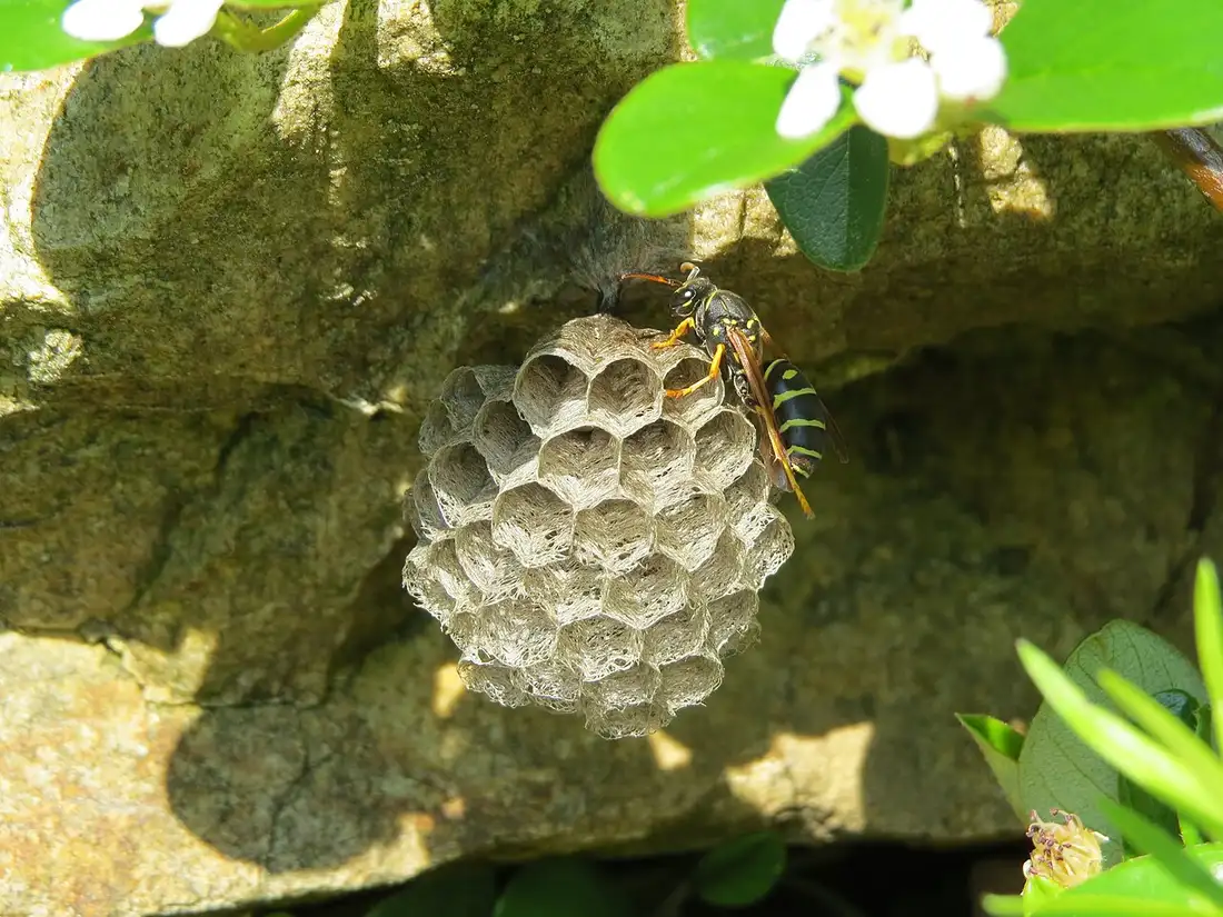 Wasp Removal in Corpus Christi