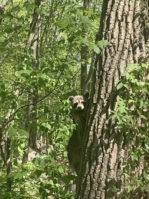 Wildlife Removal in Corpus Christi